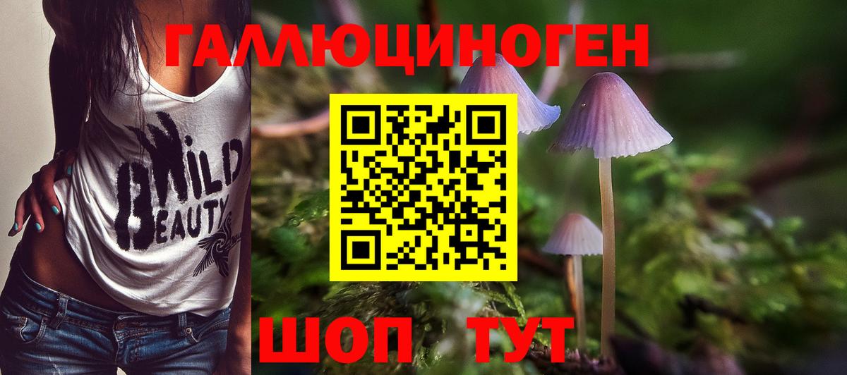Галлюциногенные грибы Psilocybine cubensis Ачинск